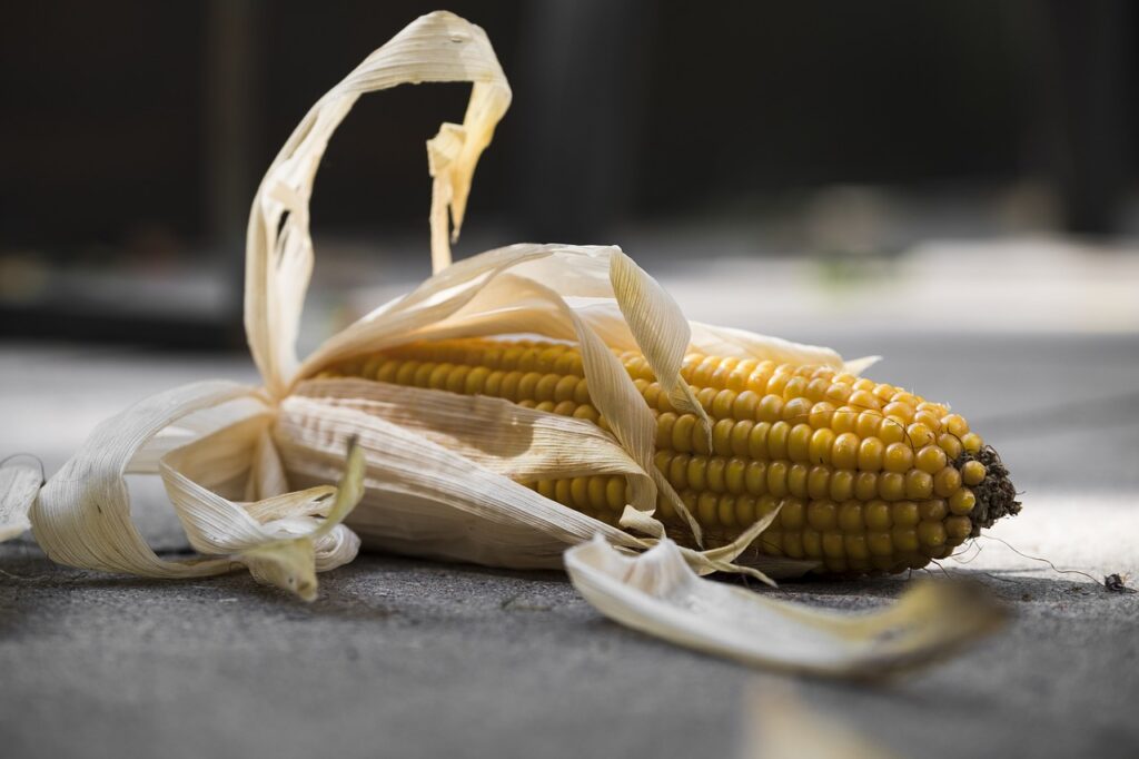 corn, corn on the cob, food-2759804.jpg