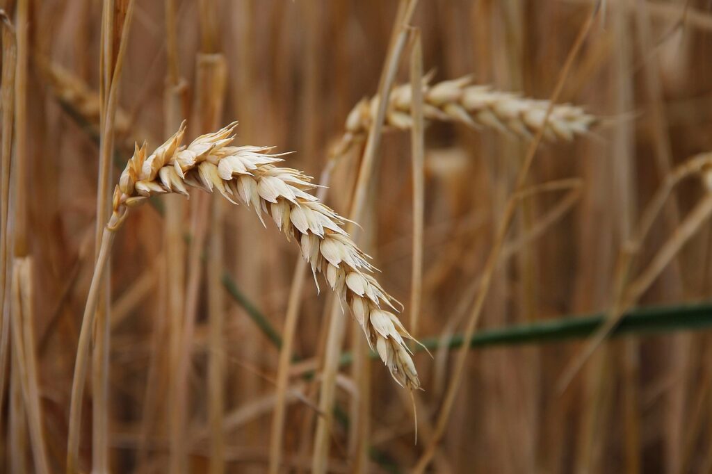 wheat, ear, grain-3527259.jpg